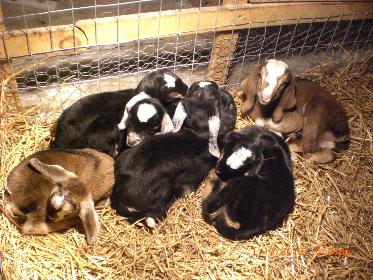 baby goats