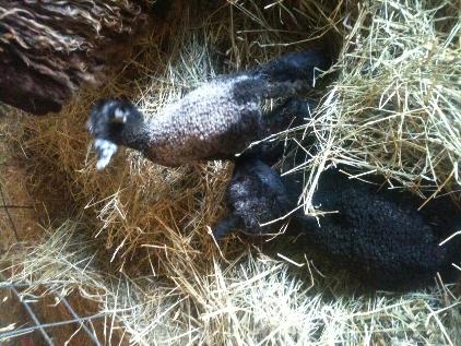 Baby Lambs Feb. 2013