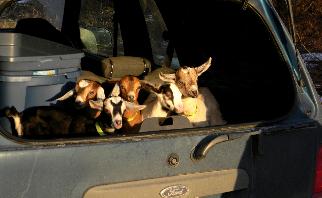 Goats in back of car ride from beekman
