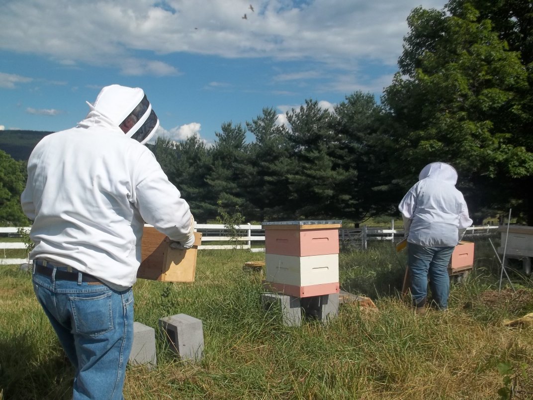 Kate and Rick working the bees