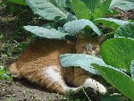 cat under cabbage