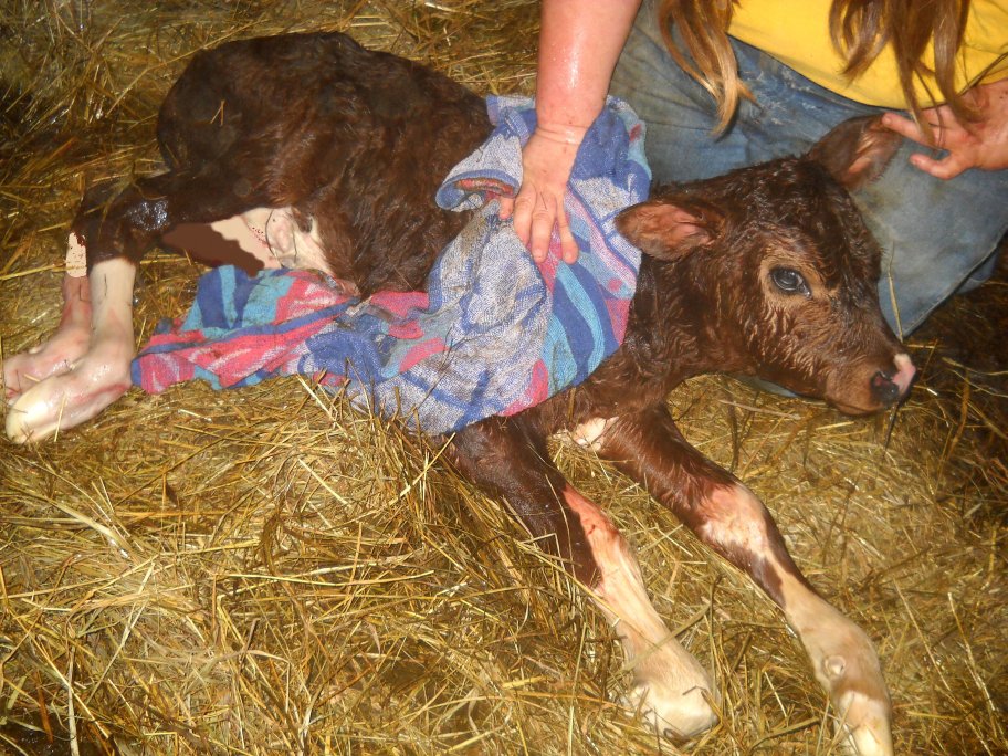Emma our young heifer born here