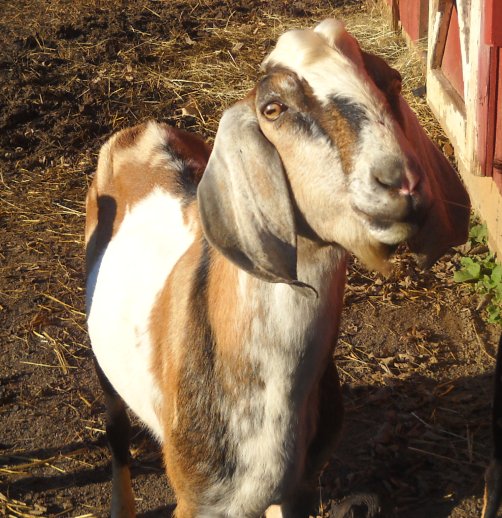 granite our herd sire