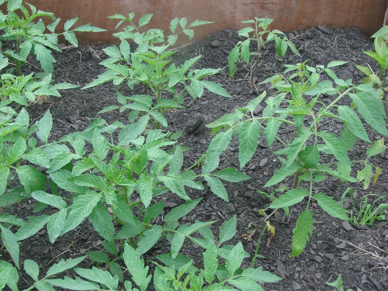 young tomato plants