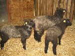 Lincoln Longwool Lambs